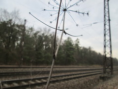 Peucedanum oreoselinum