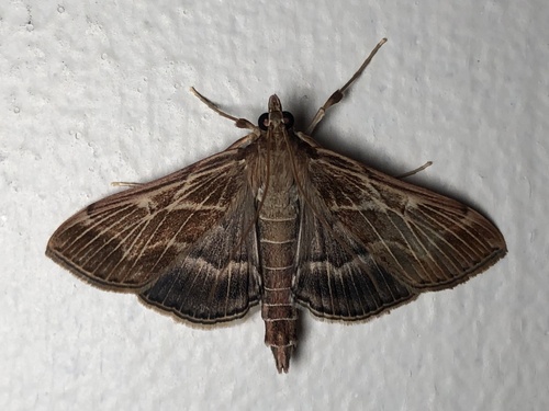 Omiodes blackburni observed 2023-09-04