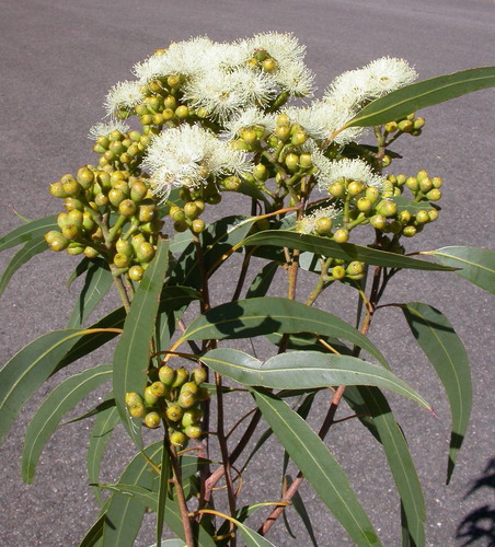 Corymbia bunites observed 2014-01-09