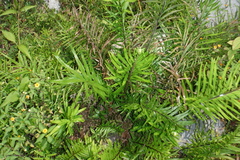 Pityrogramma trifoliata