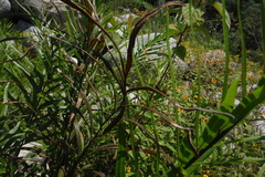 Pityrogramma trifoliata