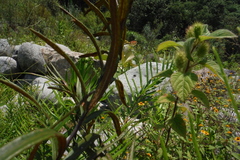 Pityrogramma trifoliata