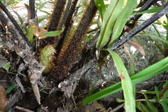 Pityrogramma trifoliata