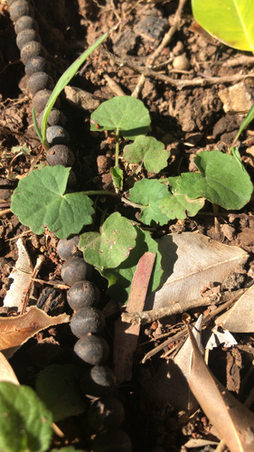 Centella asiatica iNat (3)