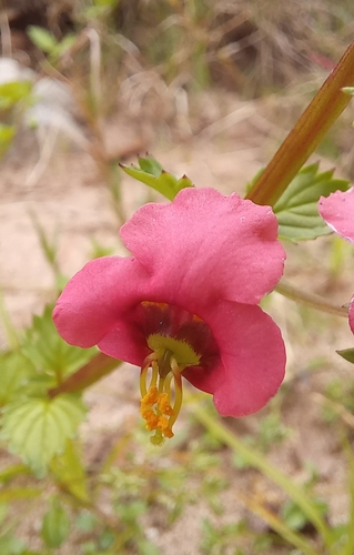 Alonsoa peduncularis (Alonsoa peduncularis)