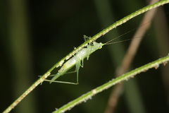 Phlugis ocraceovittata