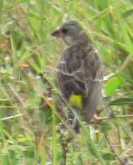 Crithagra citrinipectus