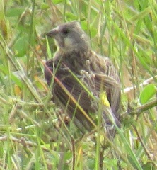 Crithagra citrinipectus