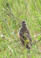 Crithagra citrinipectus