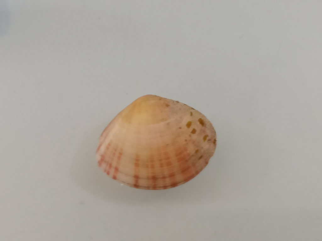 Arcopella balaustina