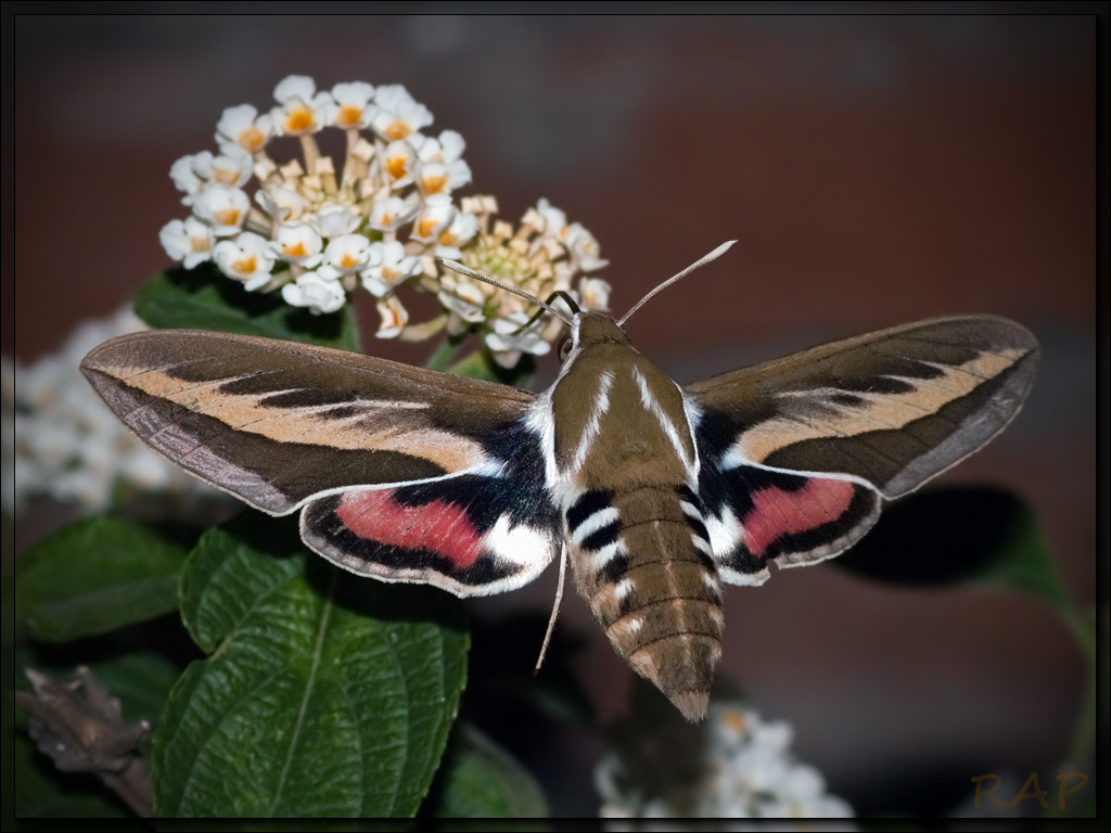 Hyles euphorbiarum