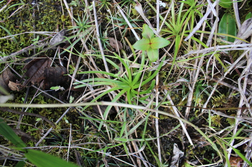 Fimbristylis fimbristyloides iNat (3)
