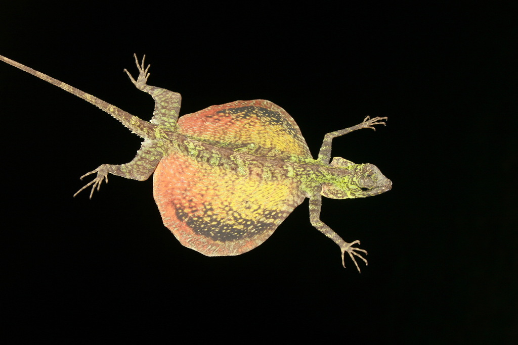 Blanford's Flying Lizard