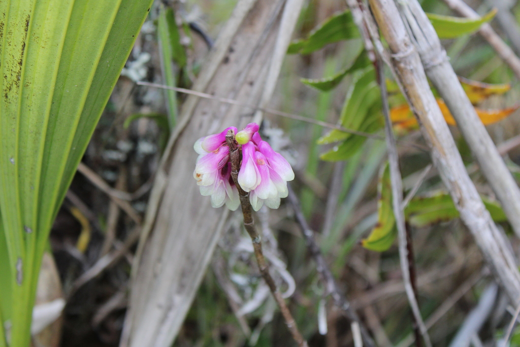 Dendrobium obtusum Schltr. 4