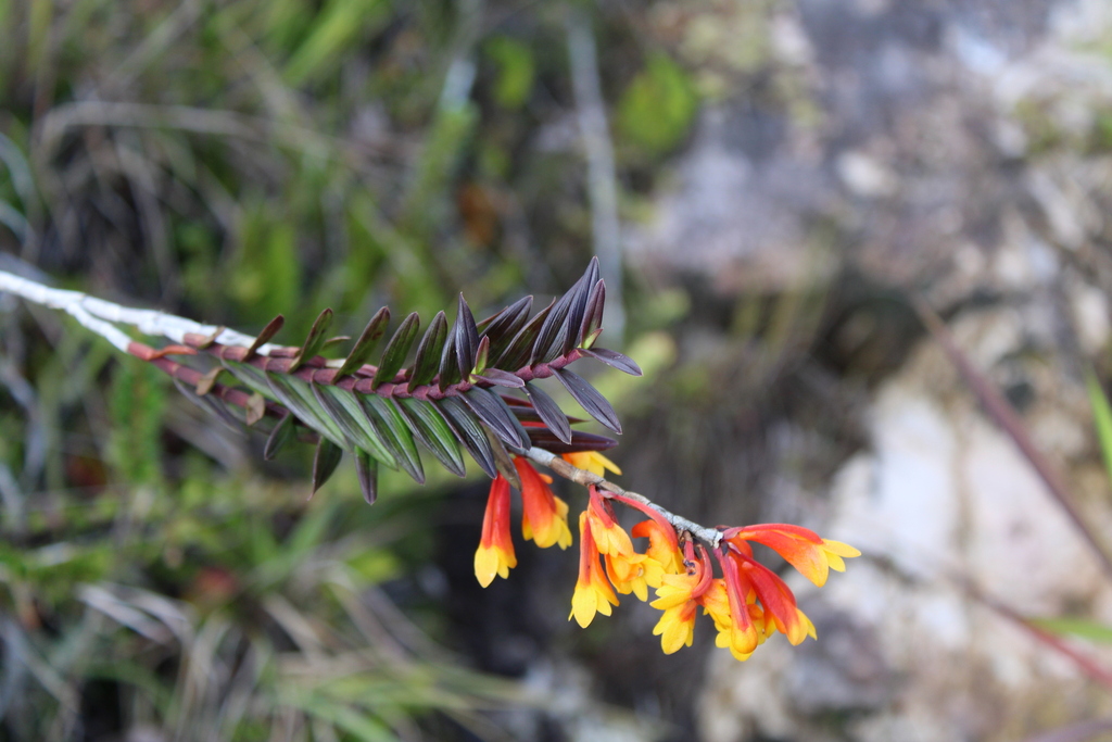 Dendrobium subclausum Rolfe