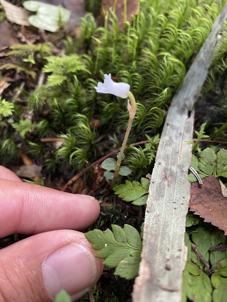 Odontochilus japonicus
