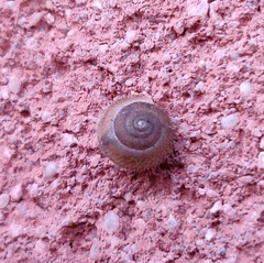 Trochulus hispidus