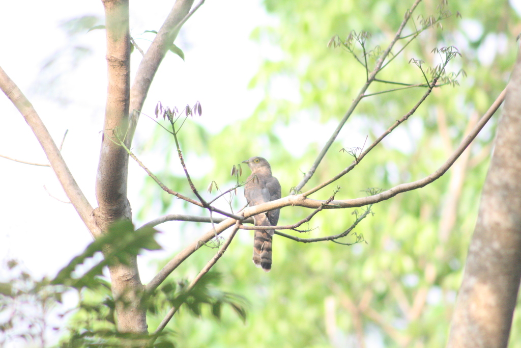 common-hawk-cuckoo-from-malapattam-kerala-670631-india-on-february-1