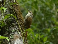 Lepidocolaptes falcinellus