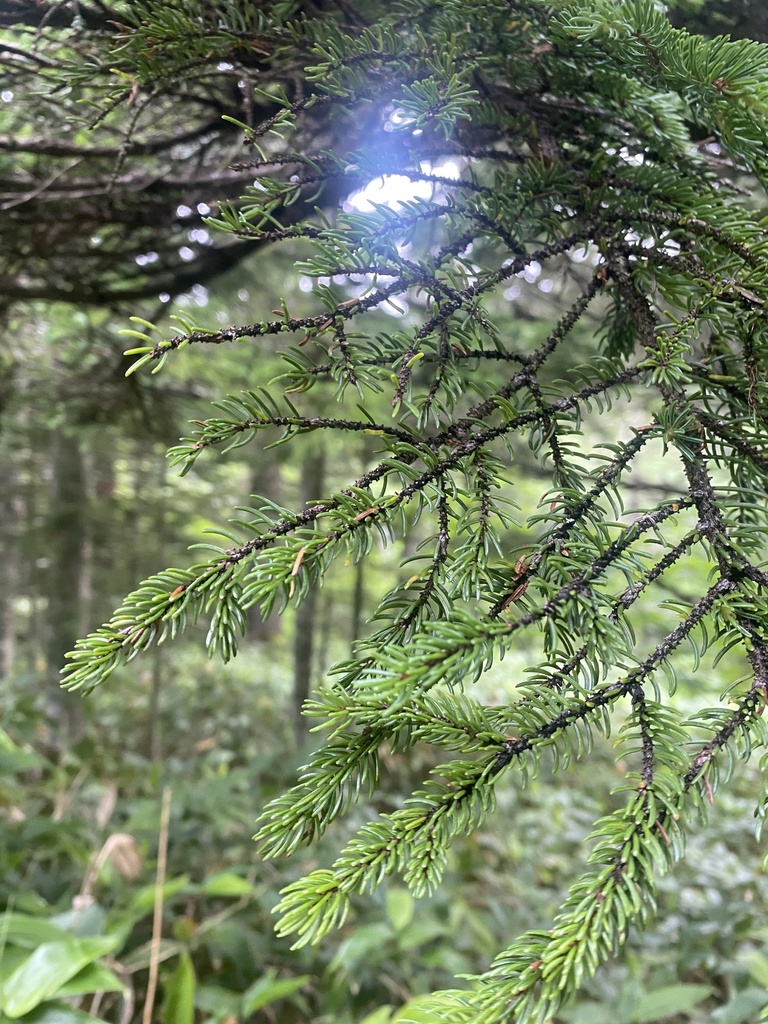 Picea jezoensis; photograph Илья Руденко, CC BY, iNaturalist via GBIF