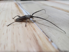 Gnaphalodes trachyderoides