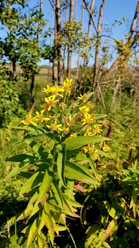 Image of Senecio sarracenicus by (c) Анна Митрошенкова, some rights reserved (CC BY)