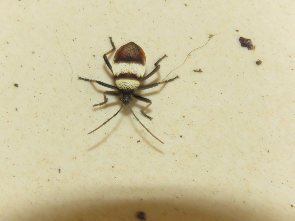 Largus balteatus