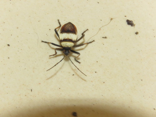 Largus balteatus