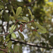 Pycnandra francii - Photo (c) hervevan, algunos derechos reservados (CC BY-NC)
