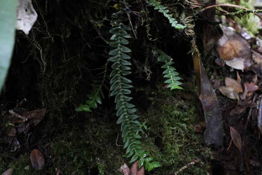 Dendrobium dichaeoides Schltr.