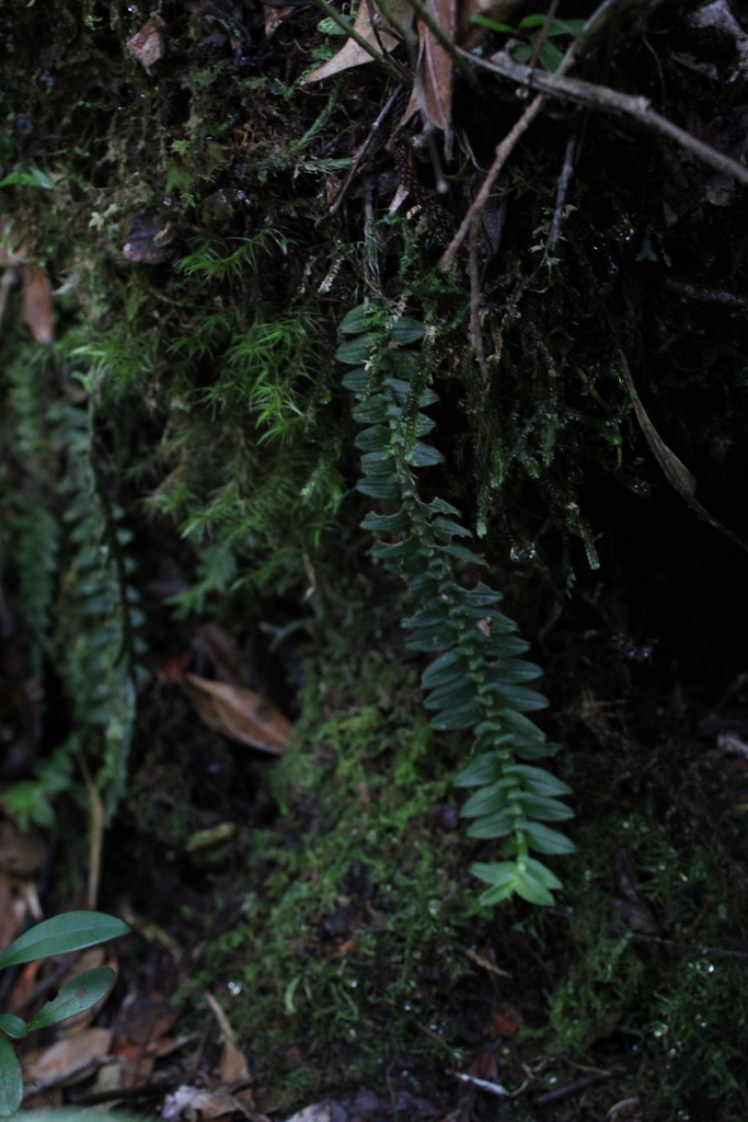 Dendrobium dichaeoides Schltr. 2