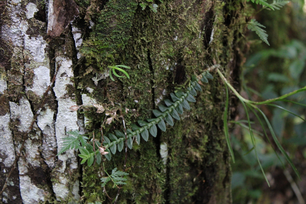Dendrobium dichaeoides Schltr. 3