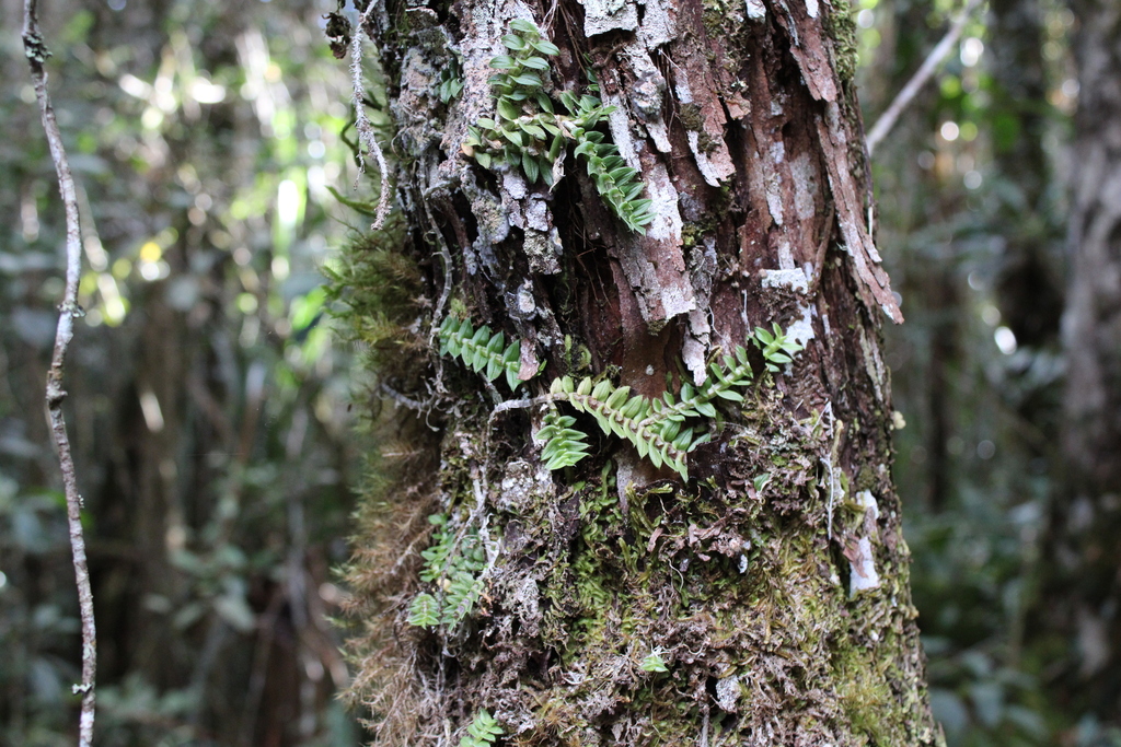 Dendrobium dichaeoides Schltr. 4