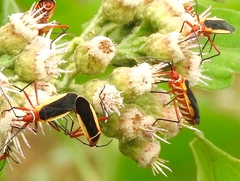 Dysdercus obscuratus