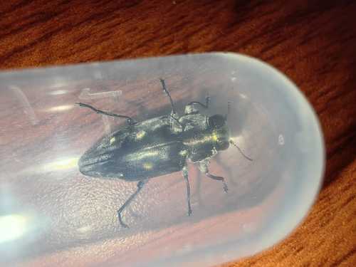 Chrysobothris indica