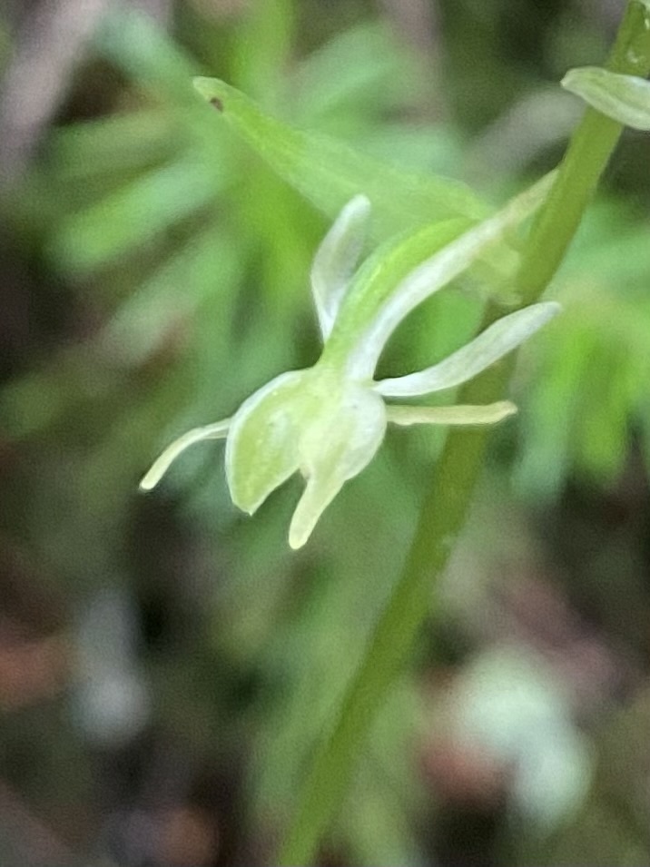 Platanthera ophrydioides