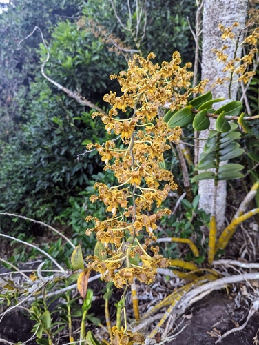 Dendrobium discolor
