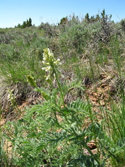 Astragalus drummondii