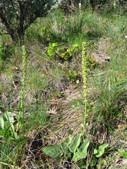 Veronica wyomingensis