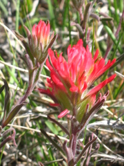 Castilleja angustifolia angustifolia