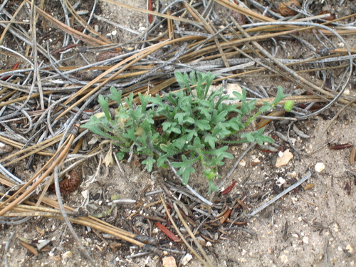 Big Horn fleabane (Erigeron allocotus)