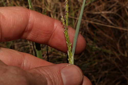 Image of Eriochloa procera by (c) Greg Tasney, some rights reserved (CC BY-SA)