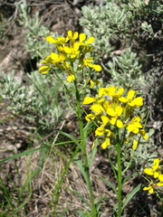 Erysimum asperum