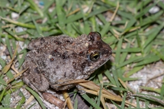 Tomopterna delalandii