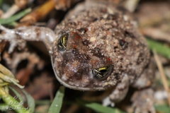 Tomopterna delalandii