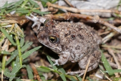 Tomopterna delalandii