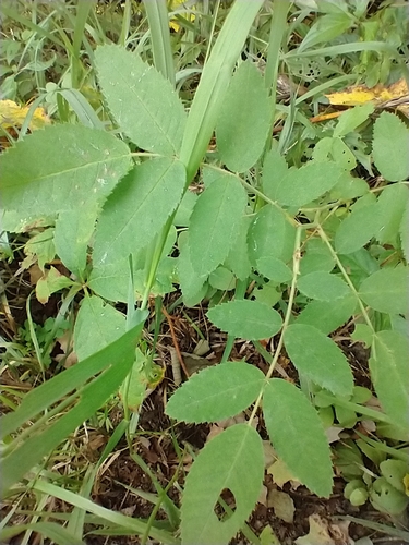 Image of Rosa sherardii by (c) Tom Norton, some rights reserved (CC BY)