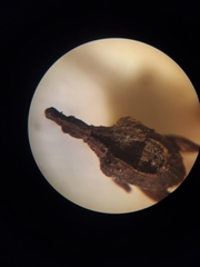 Stephanorhynchus crassus