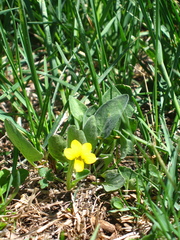Viola vallicola
