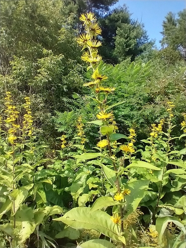 Image of Inula racemosa by (c) Tom Norton, some rights reserved (CC BY)
